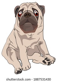 Lazy pug sitting down on the floor