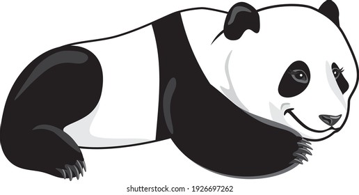 Lazy smiling panda isolated on white. Vector