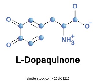 L-Dopaquinone molecule, vector illustration.