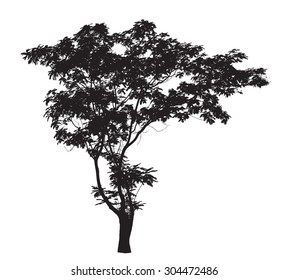 Acacia Tree Silhouette Stock Vector (Royalty Free) 284921402 | Shutterstock