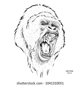 Leader of a pack of gorillas. Aggressive monkey. Vector illustration