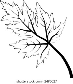 leaf