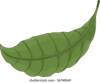 Leaf