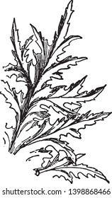 The leaf of acanthus is delicate and upper side is narrow, vintage line drawing or engraving illustration.