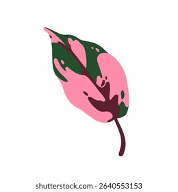 Leaf, aglaonema pink pearl plant. Tropical exotic variegated leaves with speckled spotted pink and green pattern. Chinese evergreen foliage. Flat vector illustration isolated on white background