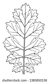Das Linde von Akanthos Mollis hat breite Tipps zu den Blättern, Vintage-Linie Zeichnung oder Gravitation Illustration.