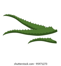 Leaf of aloe-vera