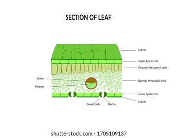 Leaf Anatomy Cross Section Leaf Diagram Stock Vector (Royalty Free ...