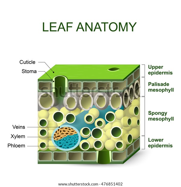 leaf anatomy. diagram\
of leaf structure