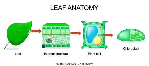Leaf anatomy. Internal structure and Cross section of plant leaf. Close-up of Plant cell. Chloroplast structure. Vector illustration.