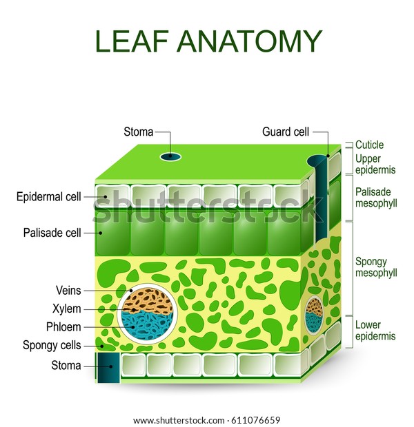 Leaf Anatomy Vector Diagram On White Stock Vector (Royalty Free) 611076659