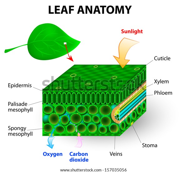 leaf anatomy vector\
diagram. photosynthesis. Chlorophyll is the molecule in leaves that\
uses the energy in sunlight to turn water and carbon dioxide gas \
into sugar and oxygen 