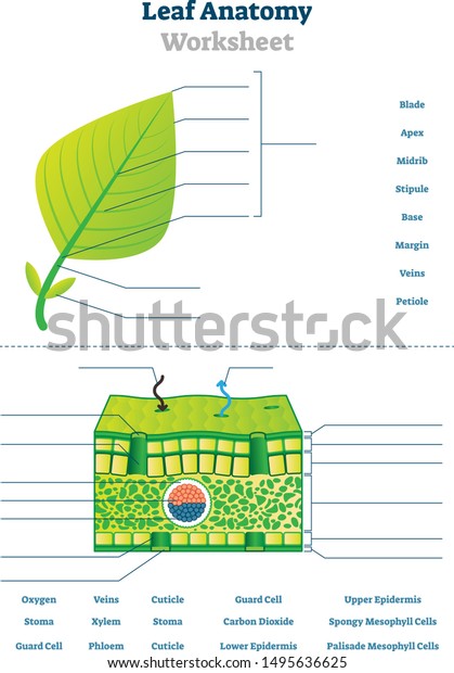 Leaf anatomy worksheet vector illustration. Labeled blank biology