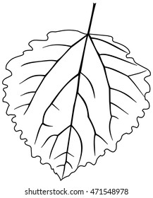 leaf aspen poplar ,