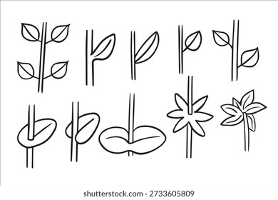 Leaf attachment to stem.Vector isolated illustration of leaf morphology.