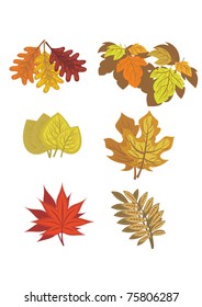 leaf autumn