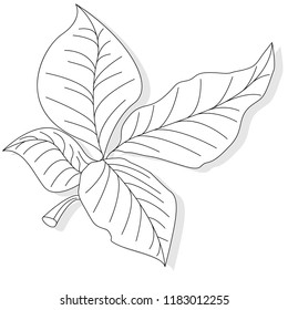 leaf autumn colorful vector illustration set isolated