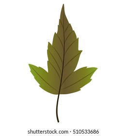 Leaf of autumn season design