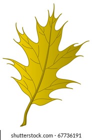 Leaf of an autumn tree oak Iberian, nature object, vector, isolated