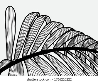 Leaf background vector. Tropical pattern design for packaging, wallpaper and print, Vector illustration.