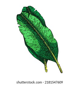 leaf banana hand drawn vector. green palm tree, tropical plant, fresh summer leaf banana sketch. isolated color illustration