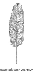 Bananenpalme aus Leaf. Vintage-Vektorgrafikgrafik schwarz-monochrome Illustration. Einzeln auf weißem Hintergrund. Handgezeichnete Designfarbe