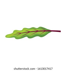 Leaf of beet vector icon.Cartoon vector icon isolated on white background leaf of beet .