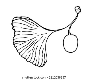 leaf and berry of the medicinal tree ginkgo biloba. a hand-drawn sketch in the style of an isolated black contour drawing on white leaves and berries of ginkgo biloba for a packaging design template, 