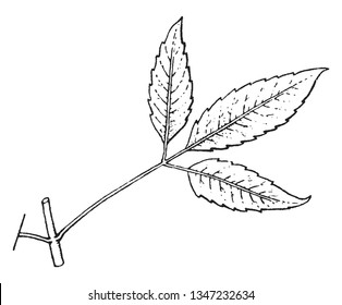 The leaf of Bidens is divided into three parts, two leaves arrange in opposite. The individual leaves like ovate shaped, vintage line drawing or engraving illustration.