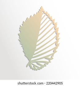 leaf of a birch