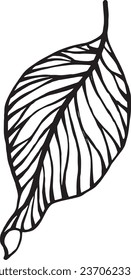 Leaf black line art doodle plant flora botanical viens of leaves graphic flower element ink pen hand drawn design decor decoration drawing sketch tattoo logo pattern object