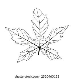 leaf bones, pattern of leaves vein