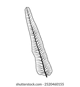 leaf bones, pattern of leaves vein