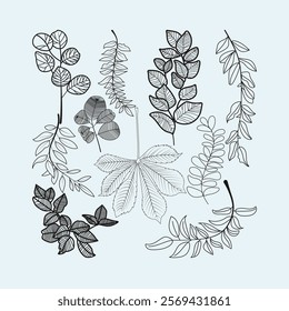 Leaf Botanical Clipart Bundle, Foliage Line Art Clip Art, Simple Nature Hand Drawn Line Art, Monochromatic Plant Illustration PNG