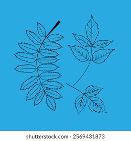 Leaf Botanical Clipart Bundle, Foliage Line Art Clip Art, Simple Nature Hand Drawn Line Art, Monochromatic Plant Illustration PNG