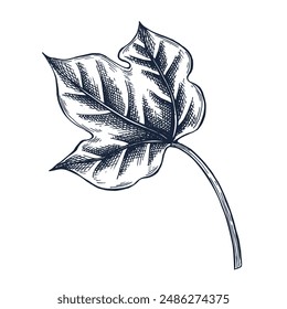 Сotton leaf botanical hand drawn Isolated vector illustration. Leaf sketch symbol for card design, wedding invitation, packaging, label, poster, print. Engraving style. Сotton leaf on white background