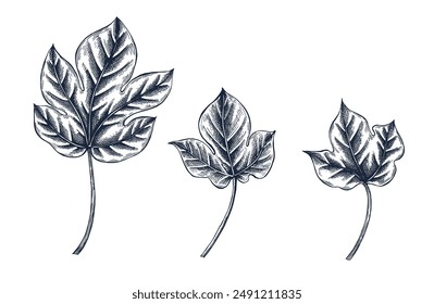 Сotton leaf botanical hand drawn Isolated vector illustration set. Leaf sketch symbol for card design, wedding invitation, packaging, label, poster, print. Engraving style collection.