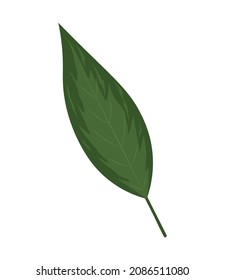 icono botánico hoja aislado