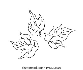 Leaf. Botanical trendy greenery vector illustration. Vector on a white background.