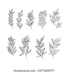 leaf botany line drawing collection