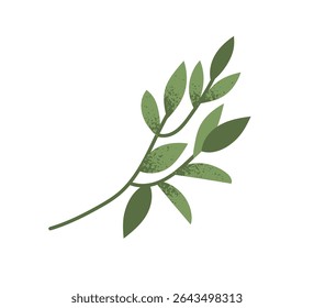 Leaf branch, foliage plant. Natural sprig, laurel leaves. Green leafy twig, fresh greenery. Botanical organic decoration, design element. Flat vector illustration isolated on white background