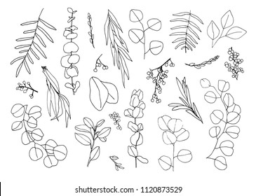 Leaf and branch hand drawn botanical collection. Plant decoration elements for floral design. Black line vector set isolated on white background.