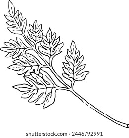 Leaf branch hand drawn illustration.