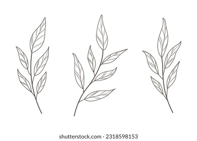 Leaf branch in hand drawn style. Hand drawn plant and monogram with elegant leaves for invitation card design