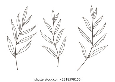 Leaf branch in hand drawn style. Hand drawn plant and monogram with elegant leaves for invitation card design