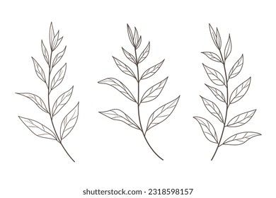 Leaf branch in hand drawn style. Hand drawn plant and monogram with elegant leaves for invitation card design