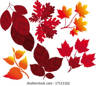 Leaf and branch A set of elements for your autumn design VECTOR (See Jpeg Also In My Portfolio)