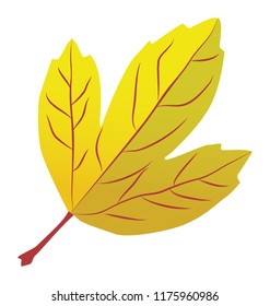 
Leaf branch in yellow color showing autumn leaf 
