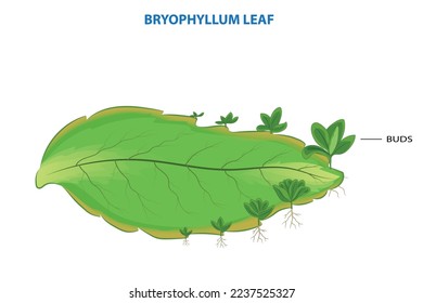 Hoja de Bryophyillum con brotes. Algunas plantas crecen a partir de la hoja. Reproducción asexual en plantas. Crecimiento asexual de las plantas. Reproducción asexual en planta. 