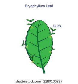 Leaf of Bryophyillum with buds. Some Plants grow from the leaf. Asexual Reproduction in Plants.Plant asexual growth. botany concept.